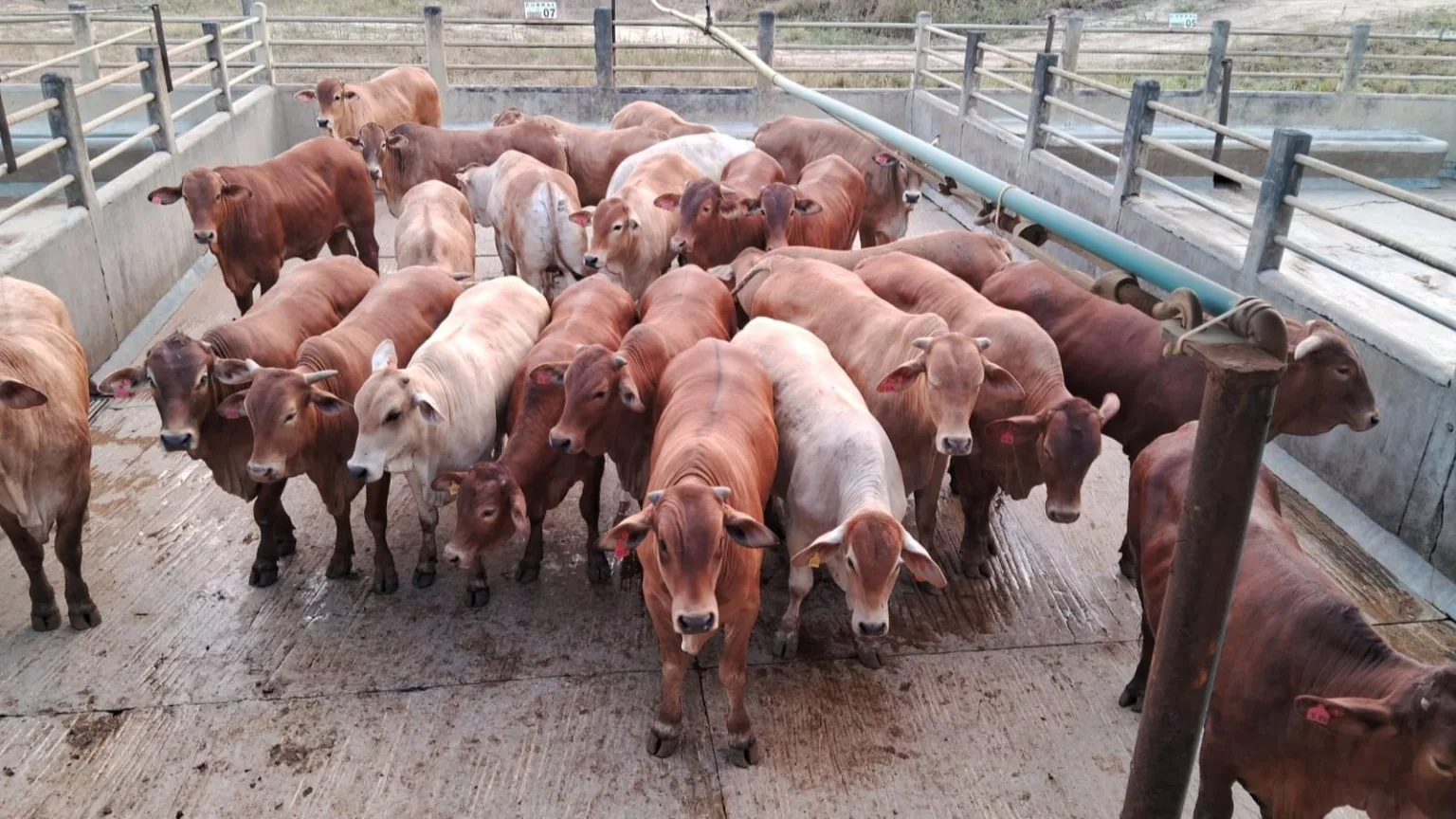 Novilhas Senepol arrasam na BA: 100% de aprovação no Protocolo 1953 3 Senepol: novilhas conquistam 100% de aprovação no Protocolo 1953 na BA