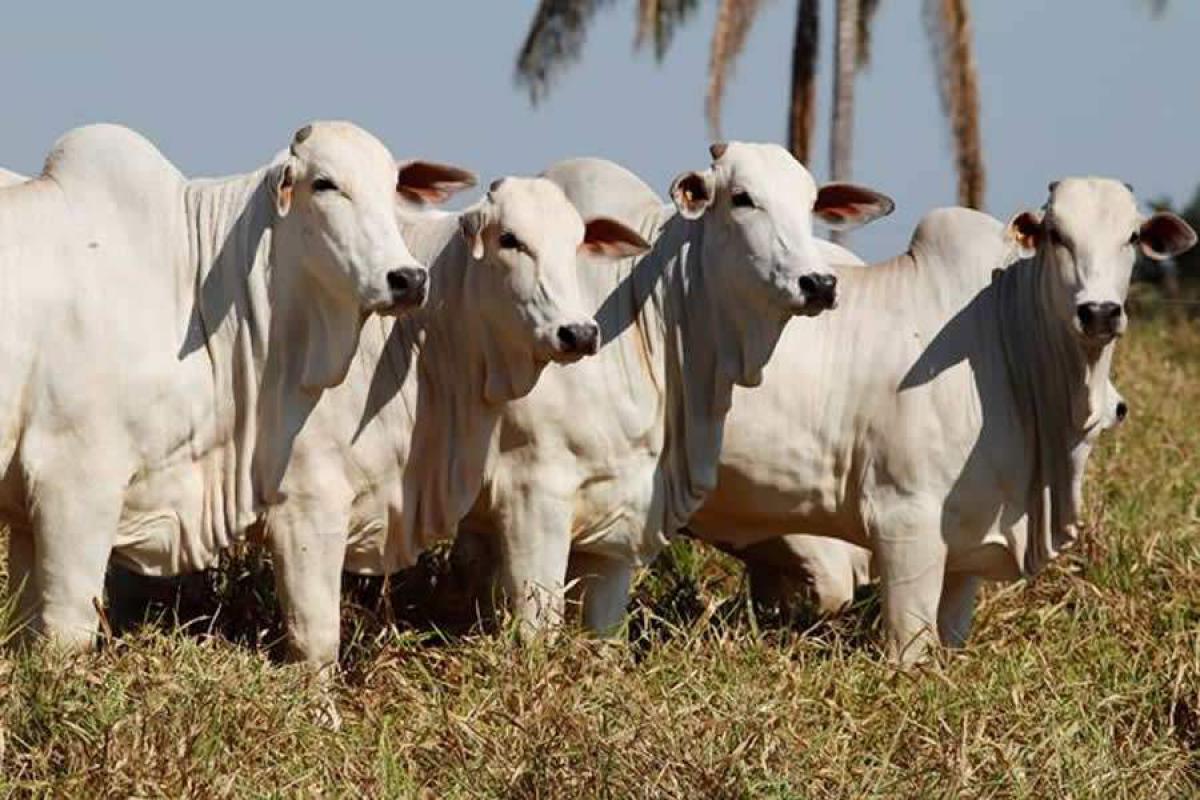 Nutrição sob medida: segredo do sucesso na pecuária da Fazenda Jaburi