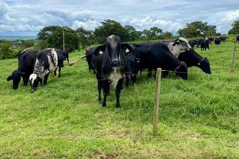 Onde Encontrar Leite Orgânico de Qualidade Onde Encontrar Leite Orgânico de Qualidade