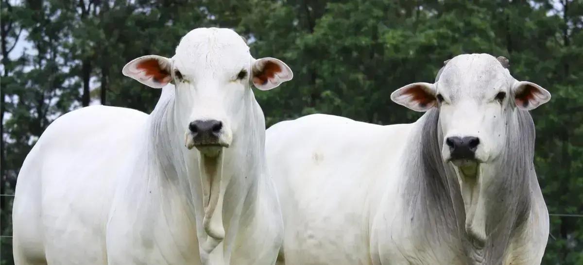 Os 5 Erros Mais Comuns na Castração de Bovinos