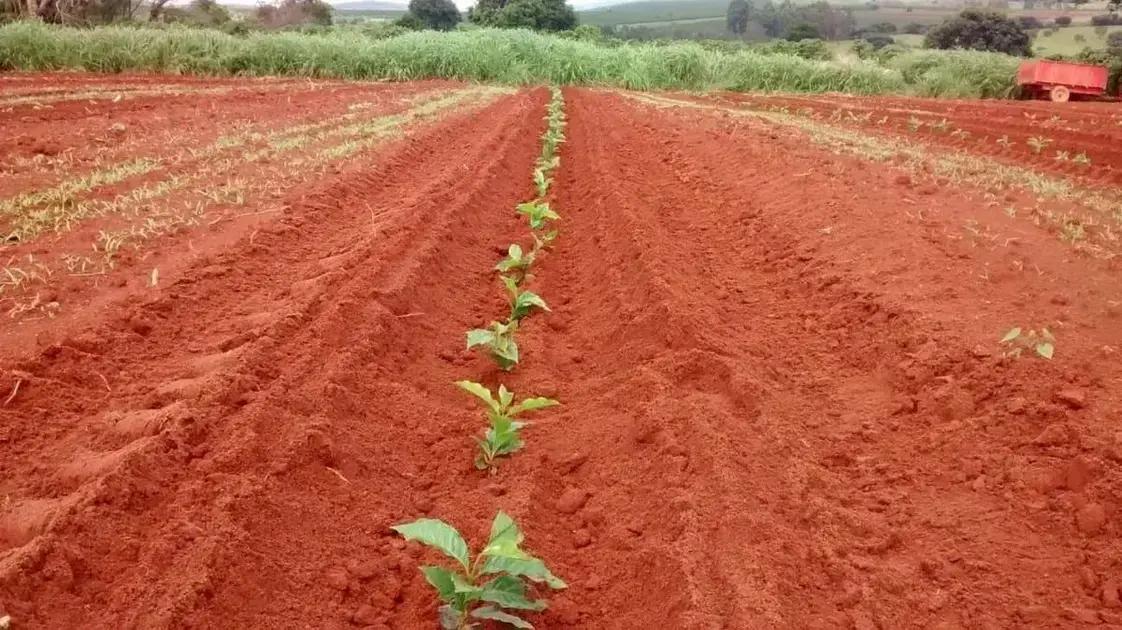 Os 5 Erros Mais Comuns que Podem Afetar Sua Colheita Os 5 Erros Mais Comuns que Podem Afetar Sua Colheita