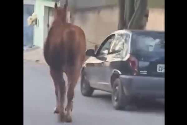 Polêmica: cavalo puxado por veículo viraliza, mas veterinários não detectam maus tratos