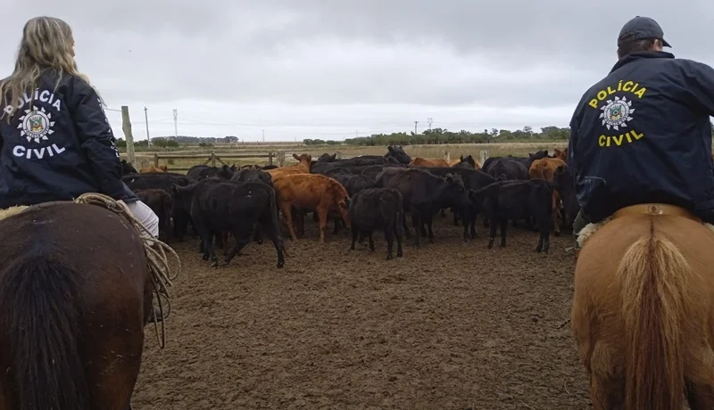 Polícia Civil recupera 21 animais das raças Angus e Red Angus em São Vitória do Palmar