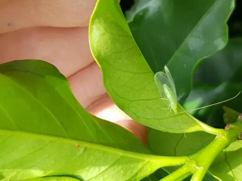 Por Que o Controle Biológico é Essencial para o Café?