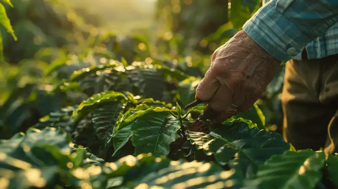 Prevenção da Ferrugem do Cafeeiro: Proteja Sua Lavoura