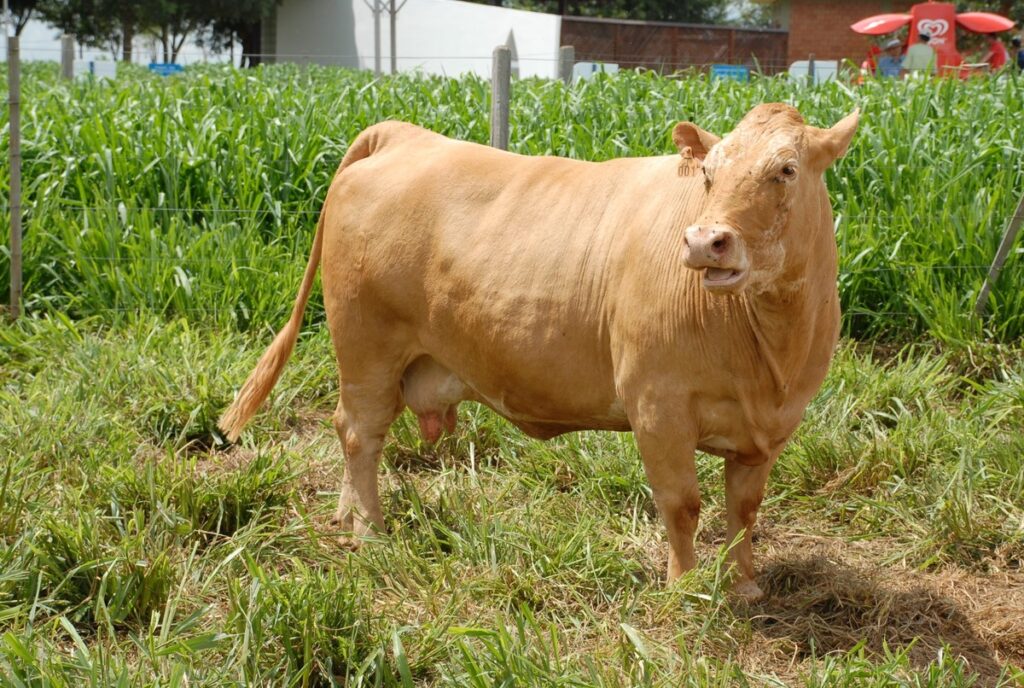 'É como se comparássemos um Fusca a uma Ferrari', brinca pecuarista sobre superioridade de raça de gado desenvolvida no Paraná | Agro Riqueza dos Campos Gerais