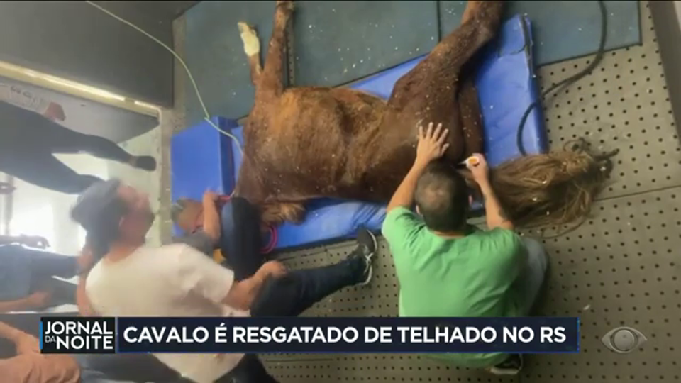 Resgate emocionante de cavalo ilhado no RS influencia espectadores 26 Resgate de cavalo ilhado sobre um telhado no RS gera comoção - Band Jornalismo