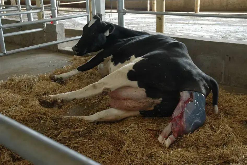retencao de placenta em vacas leiteiras 7 erros que estao te fazendo perder dinheiro