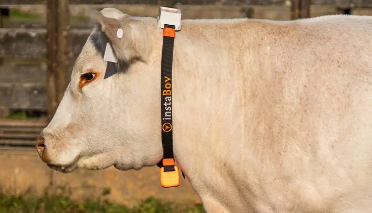 Tecnologia que monitora o comportamento dos bovinos de corte está a pecuária brasileira