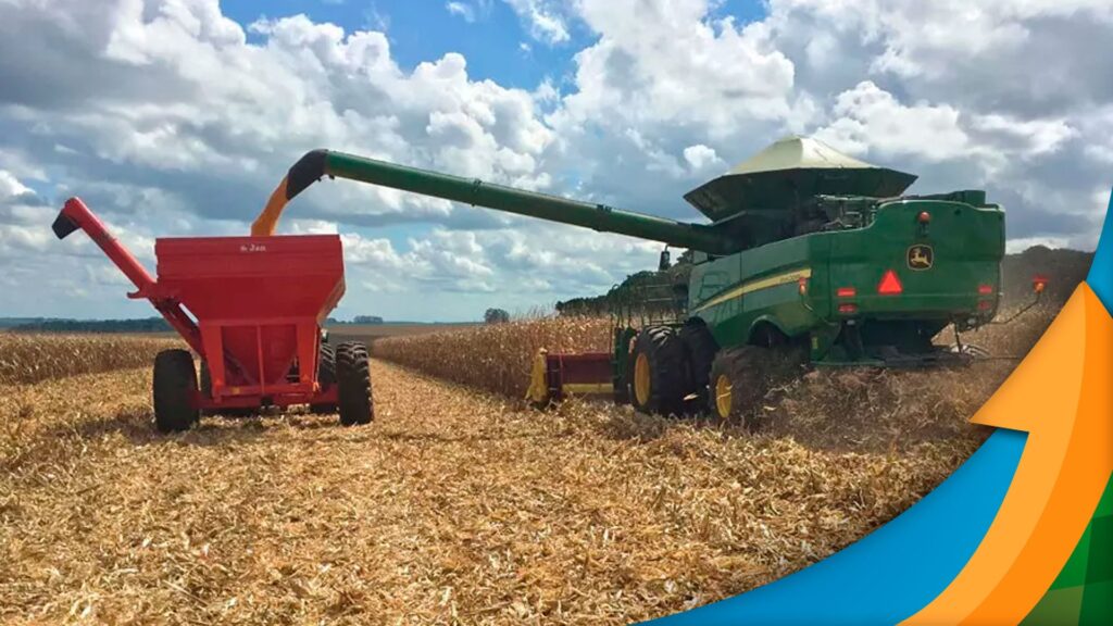 Colheita do milho avança com confirmação de produtividade abaixo da safra passada em Montividiu/GO