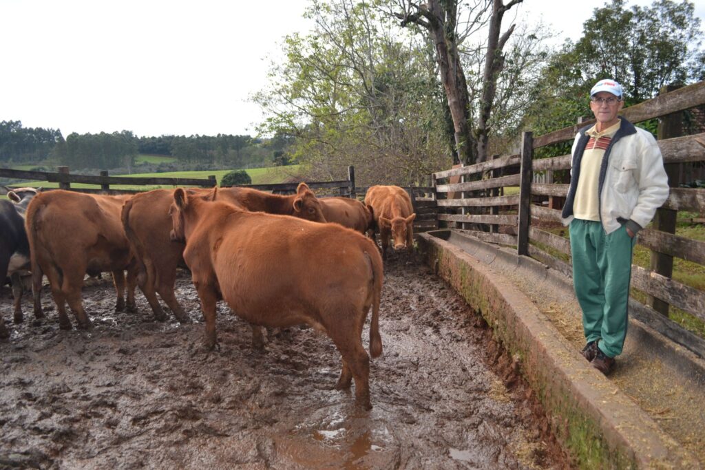 Inseminação artificial e parto programado garantem qualidade na produção de gado de corte
