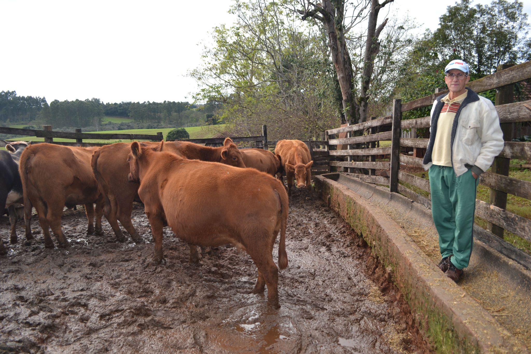 Segredos da produção de gado de corte: inseminação artificial e parto programado