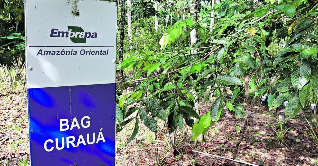 "Segredos medicinais preservados no Horto da Embrapa" • DOL 3 Horto da Embrapa preserva a medicina tradicional • DOL