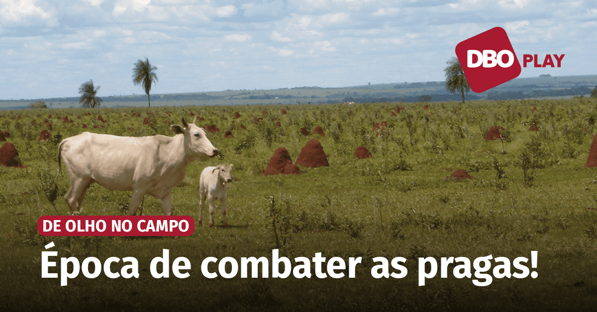 Prioridades no manejo das pastagens no período de seca