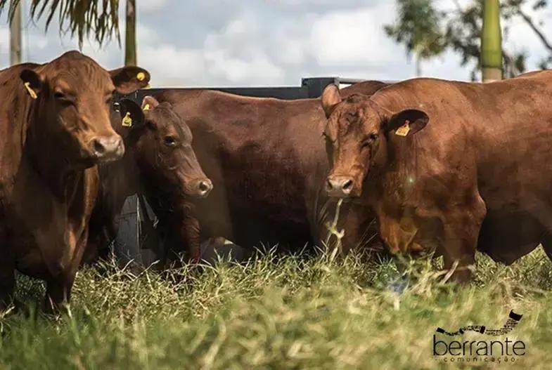 seminario internacional senepol 7 segredos revelados para maximizar seus lucros