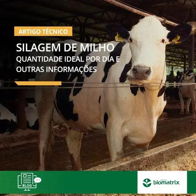 silagem de milho para gado 7 segredos para um aumento incrivel na producao