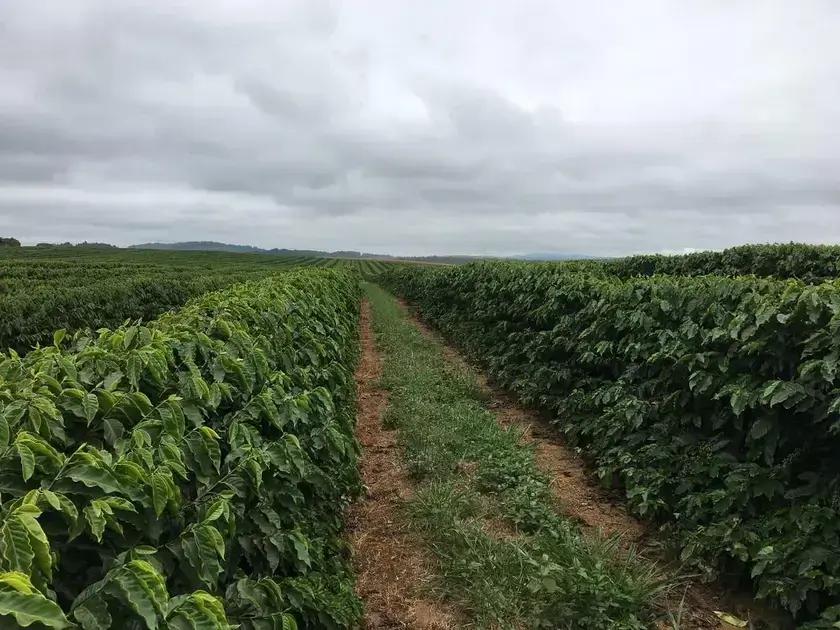 Sintomas de Deficiência de Potássio nas Plantas de Café