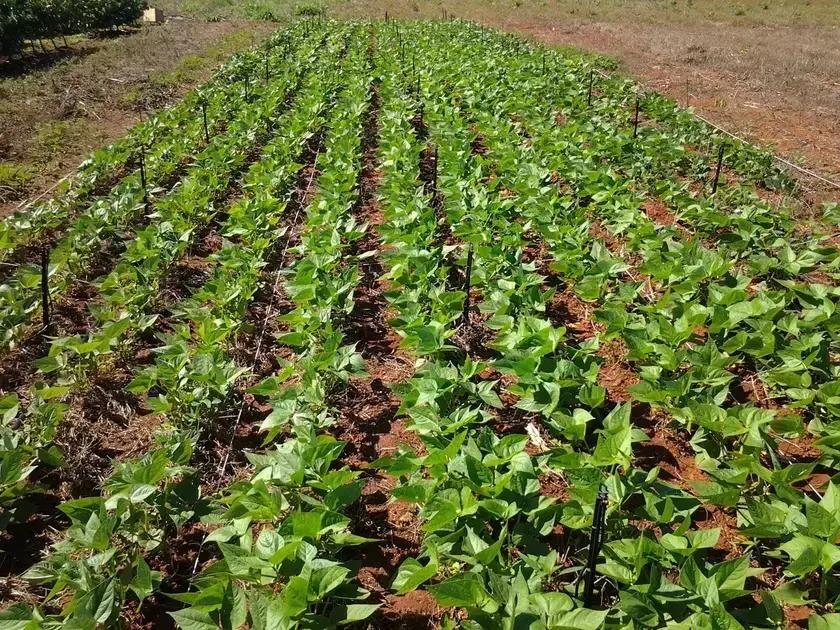 Soluções para Combater as Doenças do Feijão Soluções para Combater as Doenças do Feijão