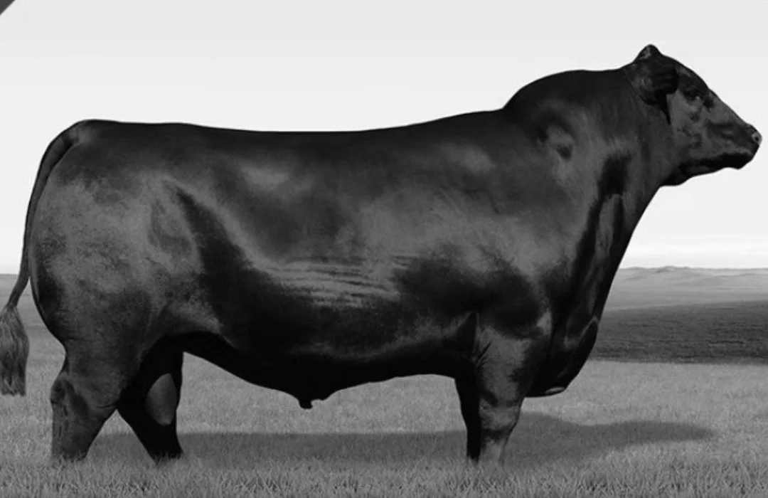 Touro S2 PRIORITY, referência na raça Angus, falece trazendo luto para a pecuária. 5 Morre o touro S2 PRIORITY, grande reprodutor da raça Angus — CompreRural