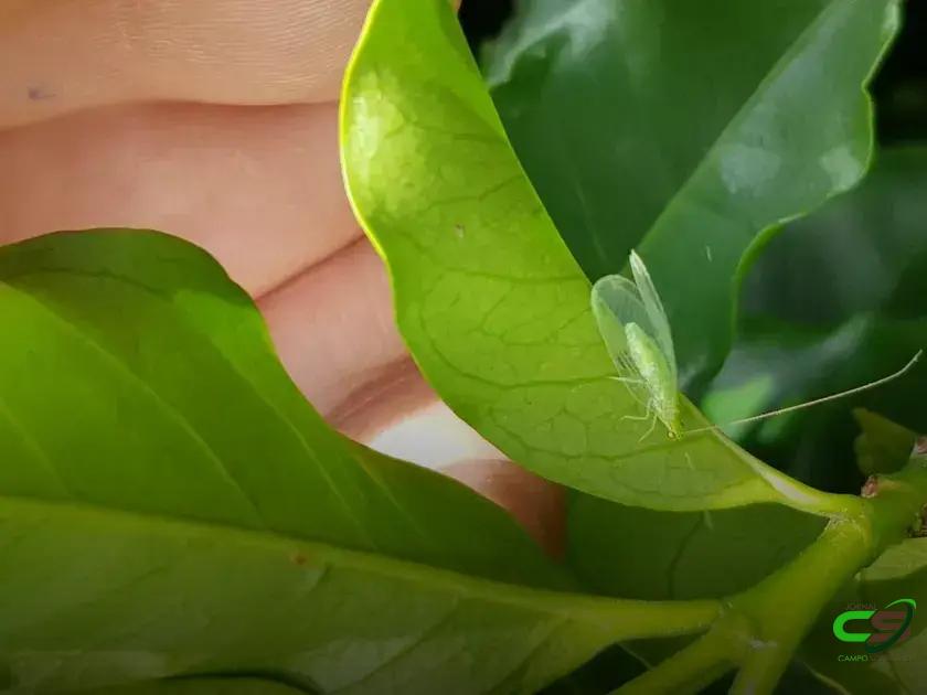 6 Estratégias de Controle Biológico de Pragas no Café