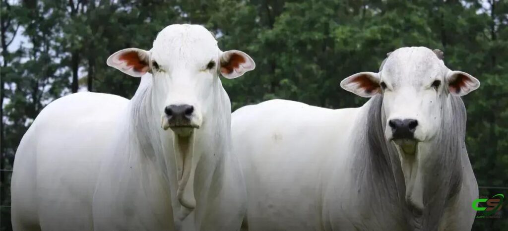 7 Fatos Surpreendentes sobre a Castração de Bovinos