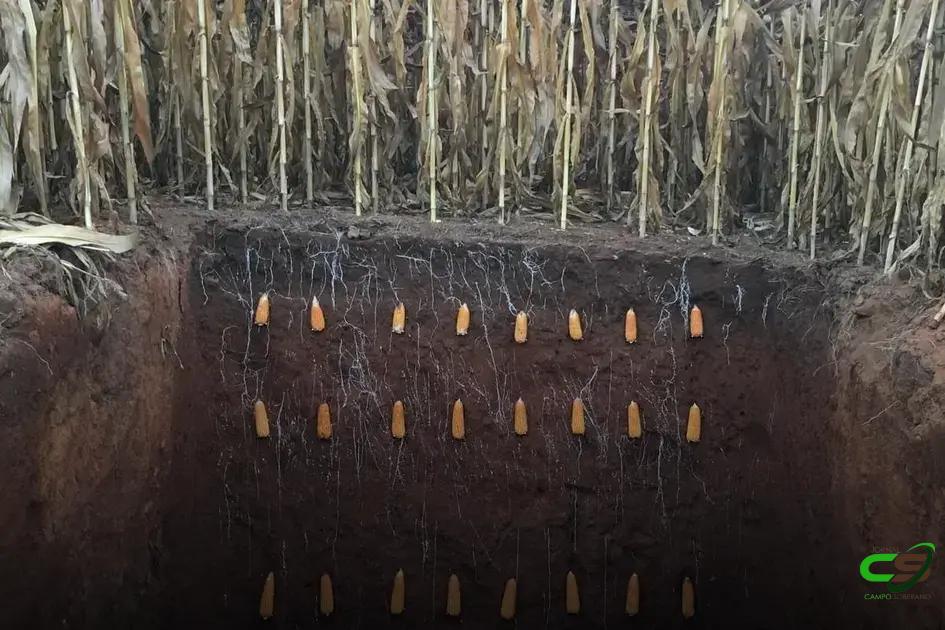 7 Fatos Surpreendentes sobre as Raízes do Milho que Você Precisa Saber