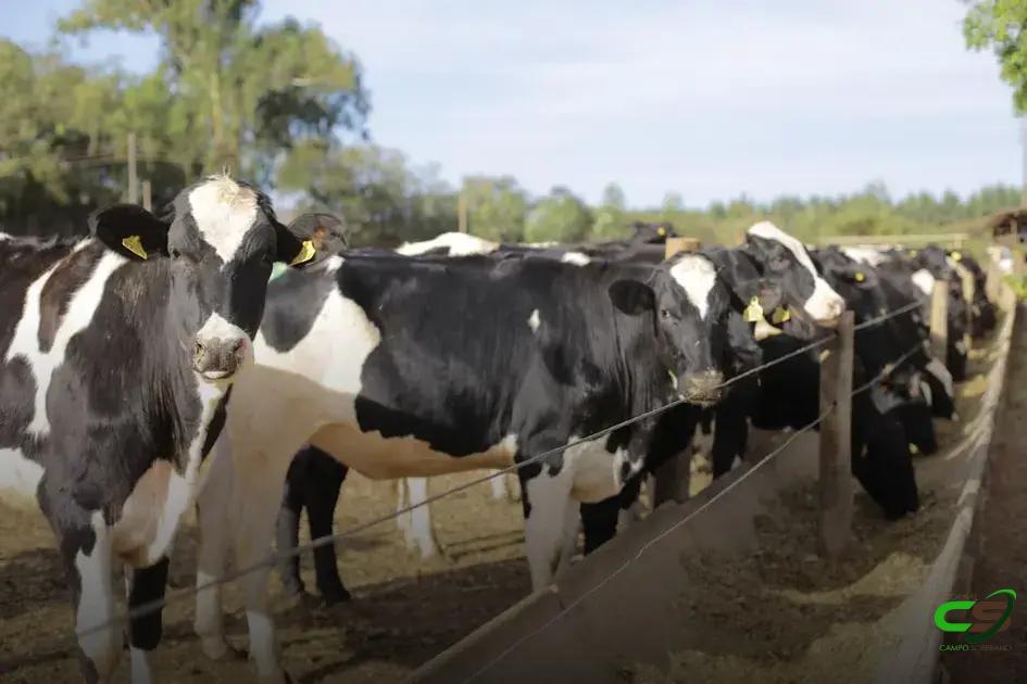 7 Fatos Surpreendentes sobre Tristeza Parasitária Bovina