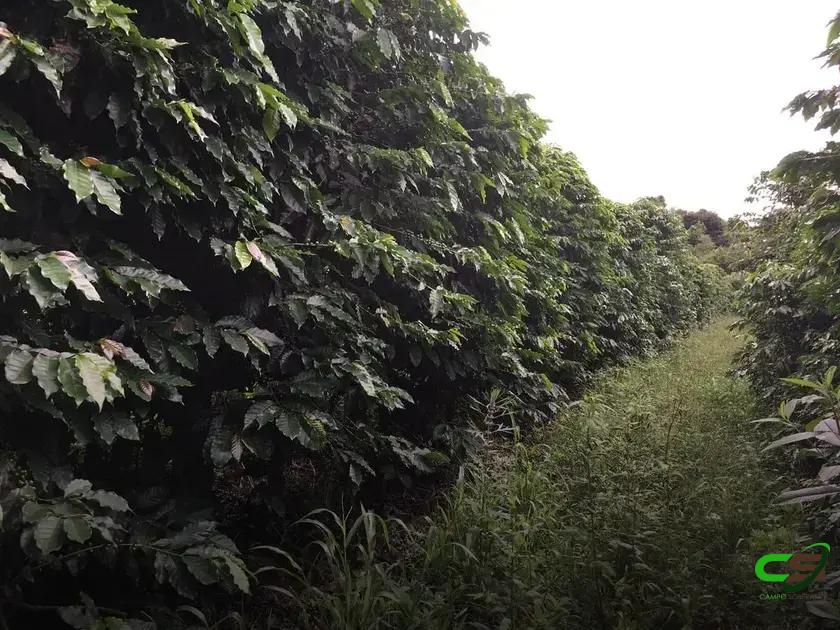 7 Segredos da Calagem no Cafeeiro que Você Precisa Saber