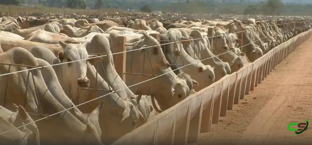 8 Alimentos Volumosos para Gado que Você Precisa Conhecer