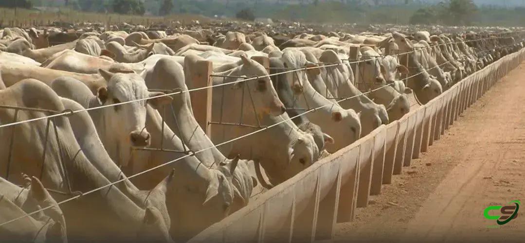 8 Alimentos Volumosos para Gado que Você Precisa Conhecer