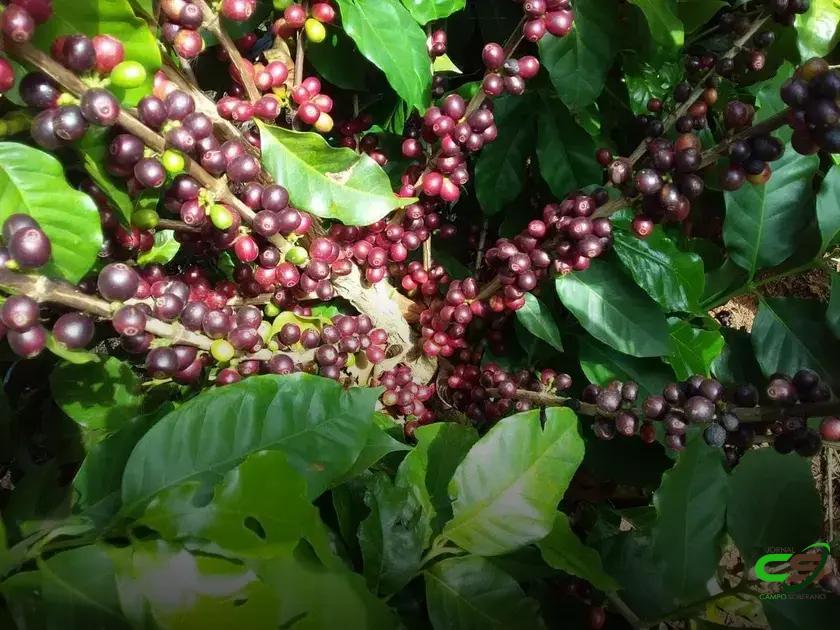 8 Cultivares de Café que Você Precisa Conhecer Agora