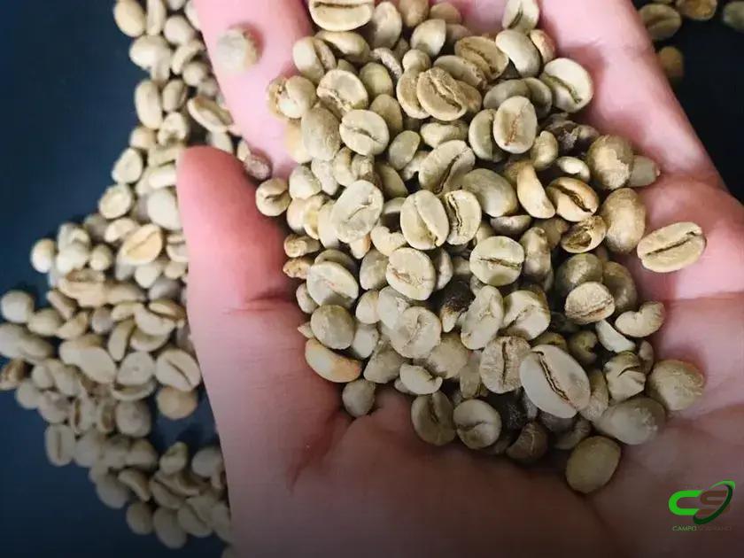 8 Defeitos do Grão de Café que Você Precisa Conhecer