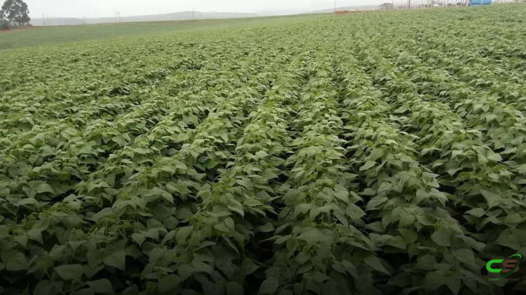 8 Dicas Cruciais para o Sucesso no Cultivo de Feijão