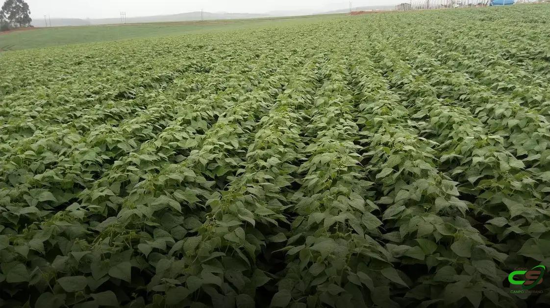 8 Dicas Cruciais para o Sucesso no Cultivo de Feijão