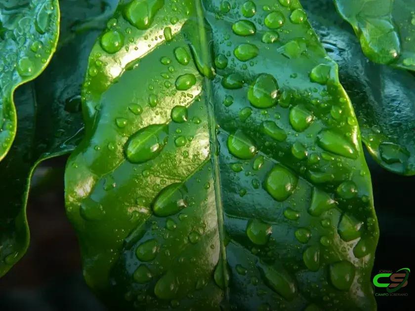 8 Dicas Cruciais sobre Adubação com Fósforo no Cafeeiro