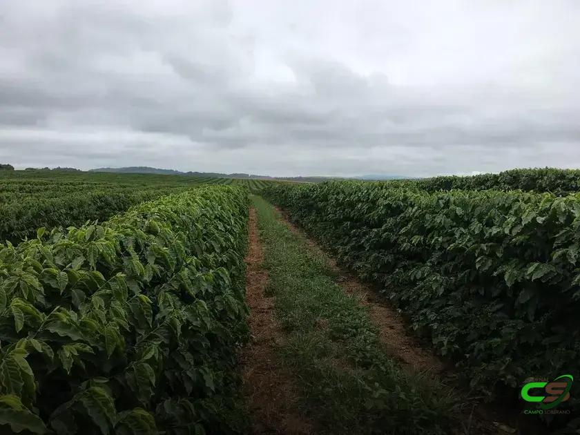 8 Dicas Cruciais sobre Adubação de Potássio no Café