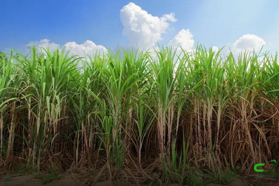 8 Dicas Essenciais para a Época de Plantio da Cana-de-Açúcar