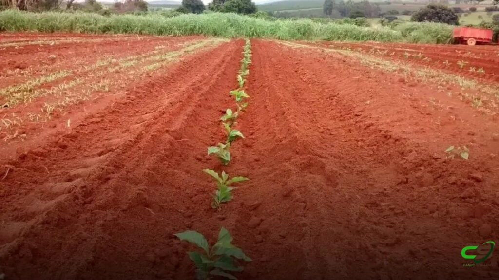 8 Dicas Essenciais para a Época de Plantio do Café 2 8 Dicas Essenciais para a Época de Plantio do Café