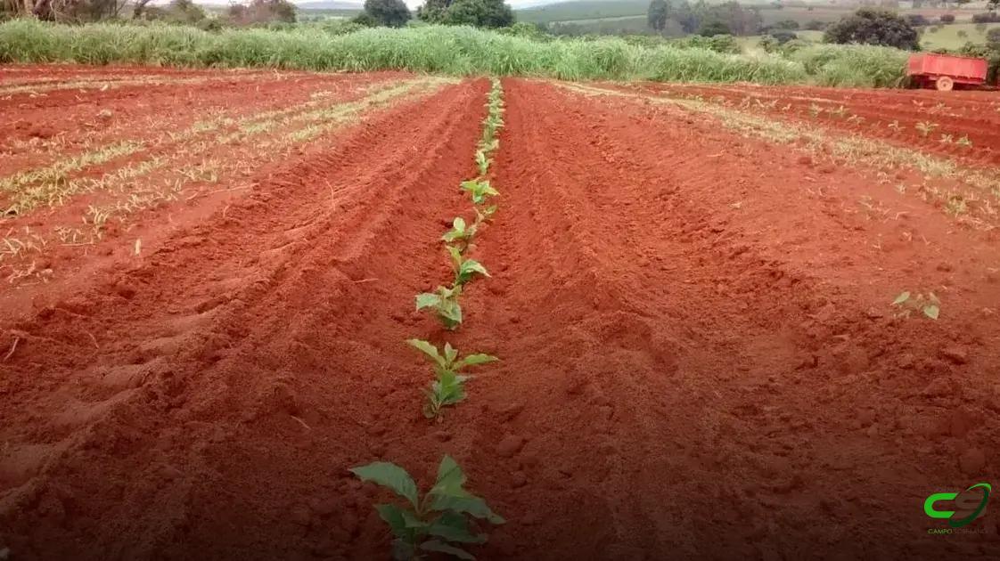 8 Dicas Essenciais para a Época de Plantio do Café