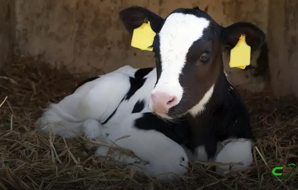 8 Dicas Imperdíveis para Preparar Soro Caseiro para Bezerros