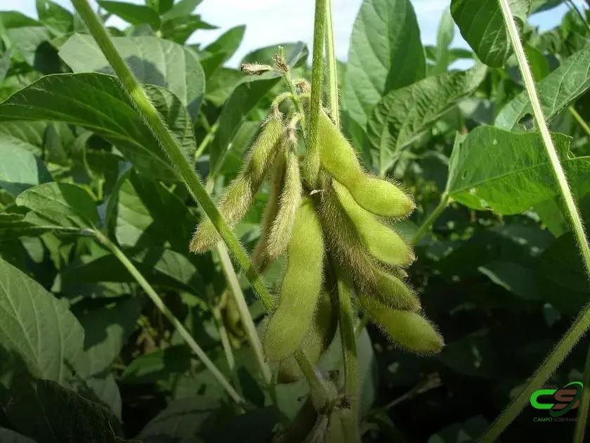 8 Doenças da Soja que Você Precisa Conhecer Agora