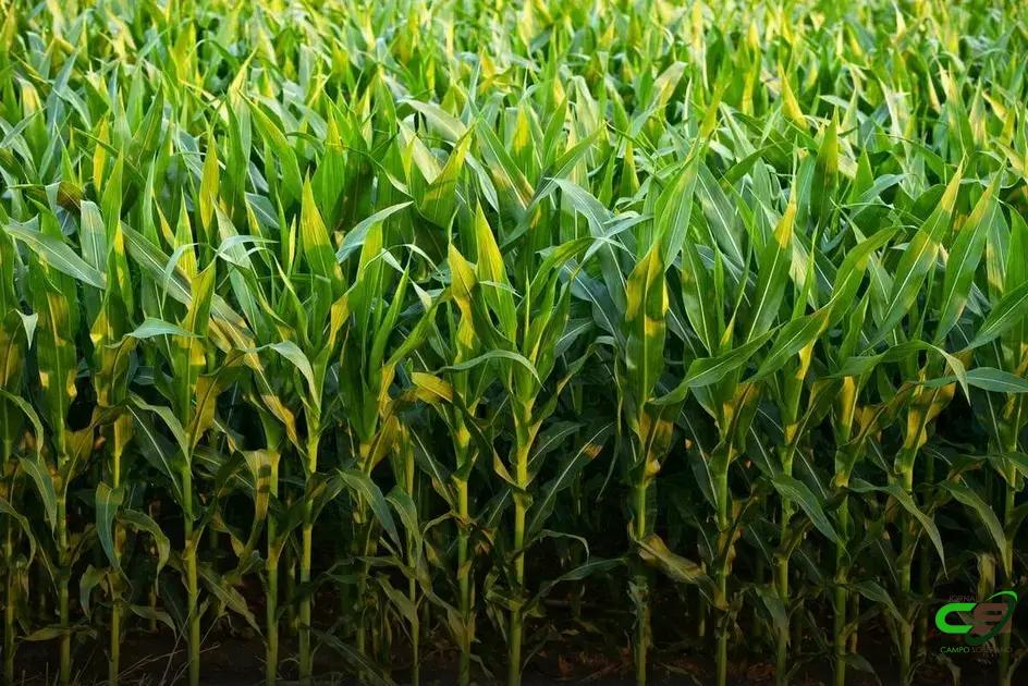 8 Doenças do Milho que Você Precisa Conhecer Agora 2 8 Doenças do Milho que Você Precisa Conhecer Agora