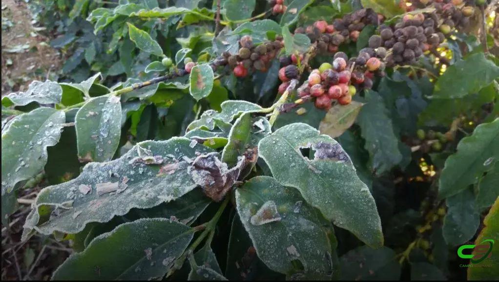 8 Efeitos Surpreendentes da Geada no Café que Você Precisa Saber