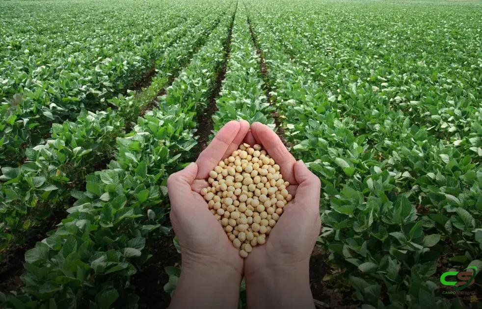 8 Estádios Fenológicos da Soja que Todo Produtor Deve Conhecer