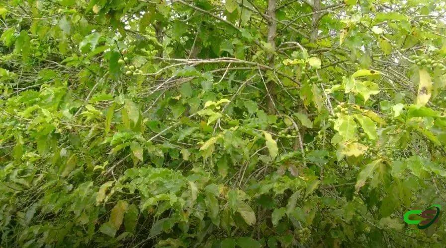 8 Estratégias de Adubação Nitrogenada no Cafeeiro para Aumentar a Produtividade