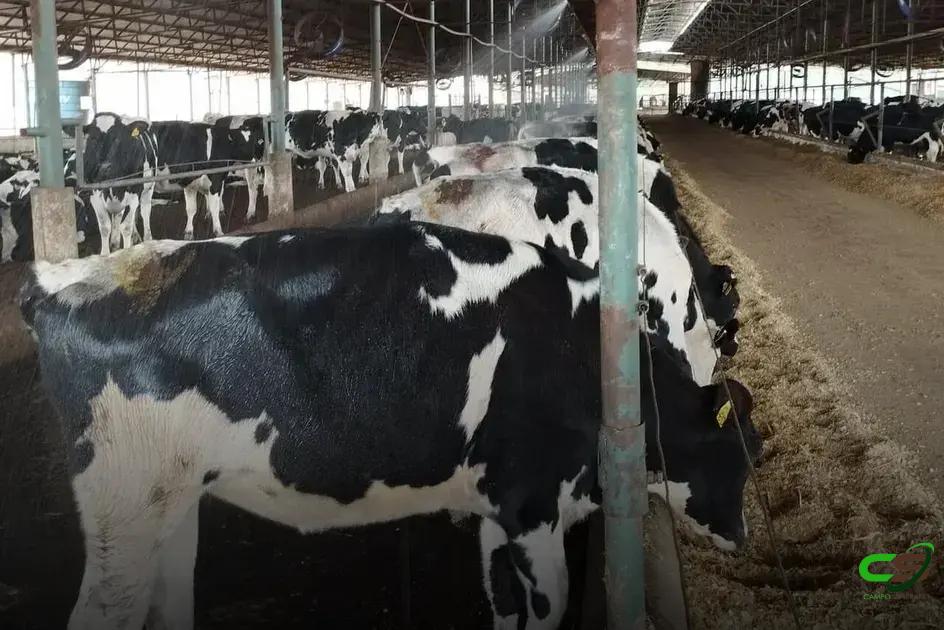 8 Estratégias de Enriquecimento Ambiental para Vacas Leiteiras