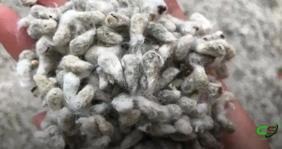 8 Estratégias Eficazes de Suplementação de Gado de Corte