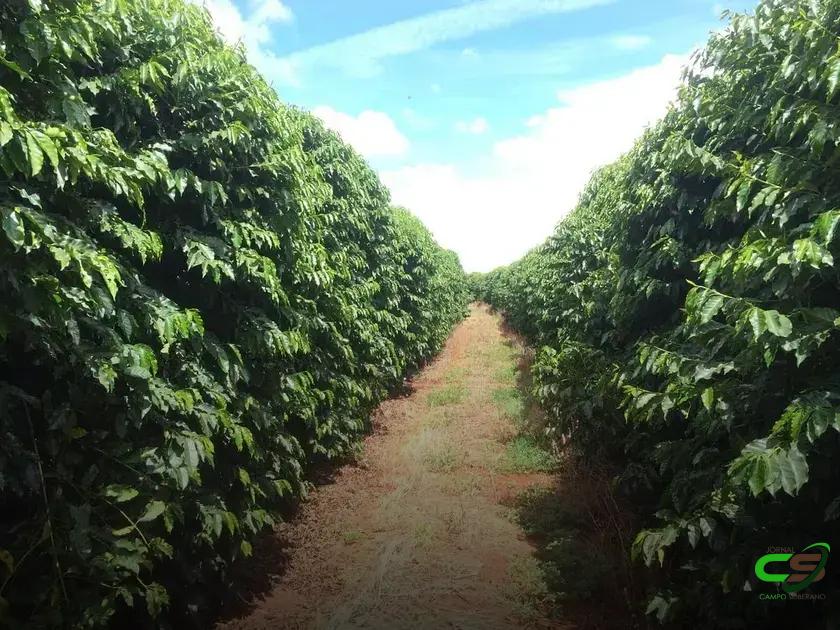 8 Estratégias Eficazes para Adubação com Ureia que Você Precisa Conhecer