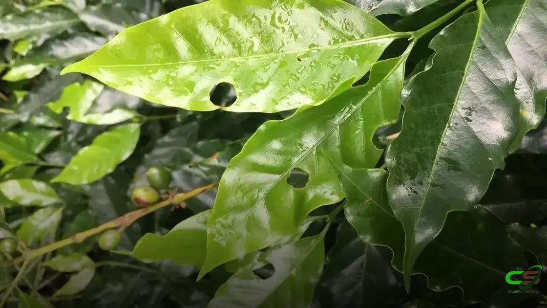 8 Estratégias Eficazes para Controle de Lagartas no Cafeeiro