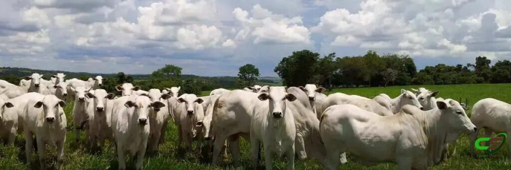 8 Estratégias Eficazes para Controle de Verminoses em Bovinos
